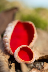 Red mushroom Scarlet elf cup (Sarcoscypha sp.) red fungi Sarcoscypha coccinea or scarlet elf cap,...