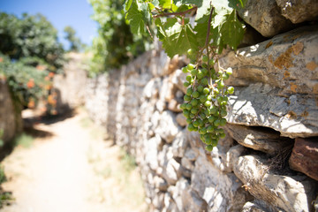 Trauben in der Sonne