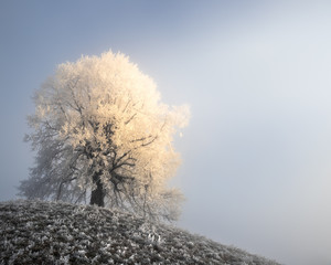 Tauender Baum
