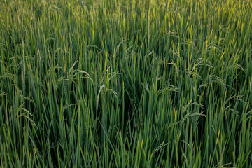 nature Rice plants in rice paddies 