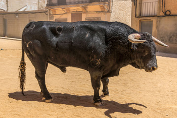 toro español en fiestas populares 
