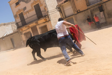 toro espa&ntilde;ol en fiestas populares 