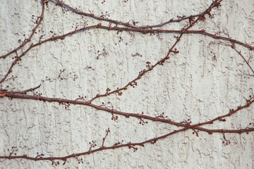 Climbing the wall dry ivy plant