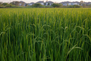 Rice plants in rice paddies 