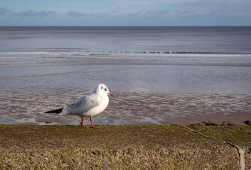 Seascape with seagull.