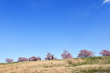 Fototapeta premium 江戸川土手の河津桜