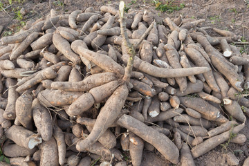 fresh cassava on field
