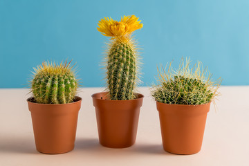 Beautiful cactuses with flower on colorful background.