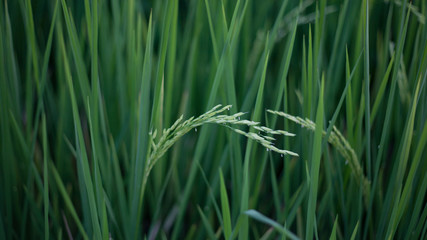 closeup green Rice plants in rice paddies 
