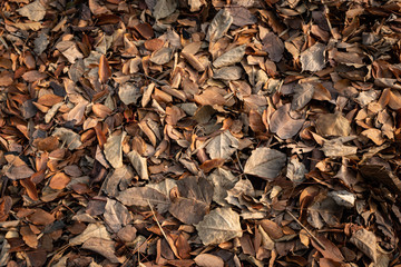 Colorful dry leaves of  tree have fallen on the ground under the tree in autumn season