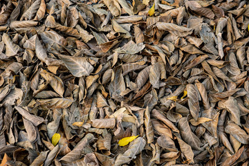 Colorful dry leaves of  tree have fallen on the ground under the tree in autumn season