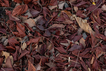 Colorful dry leaves of  tree have fallen on the ground under the tree in autumn season