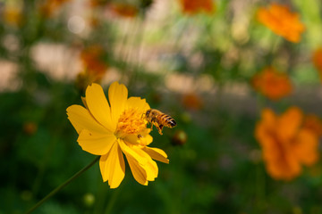Flying towards a rue flower (Ruta graveolens). Pollinator. Aromatic and medicinal plant. Natural contrast of colors, green and yellow.