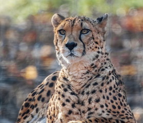 Wachsamer Gepard © Micha Trillhaase