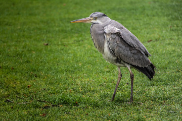 Great blue heron