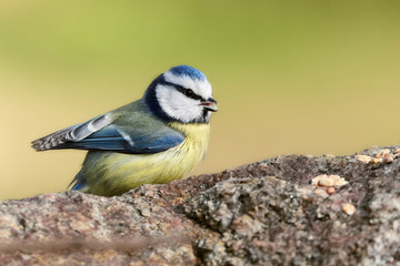 Obraz premium Eurasian Bluetit (Cyanistes caeruleus) eats bird food on a rock