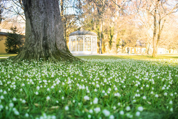Naklejka premium früher Frühling