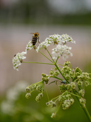 bee on a flower