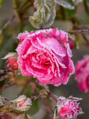 petal and frost texture on blurry background