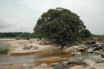African tree between sand and rocks surrounded by side arm of the congo river Djoué