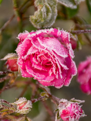 petal and frost texture on blurry background