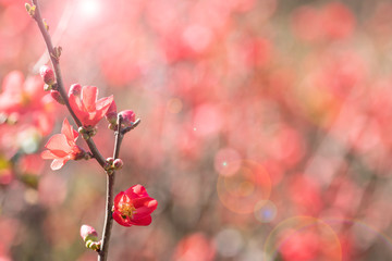 赤い木瓜の花