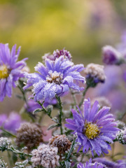 Obraz premium petal and frost texture on blurry background