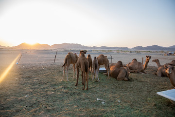 Fototapeta premium A group of Arab camels in the barn Saudi Arabia
