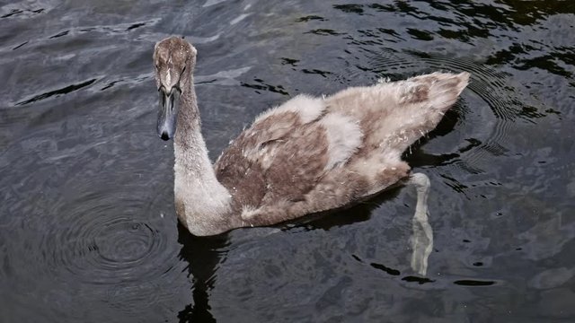 Close up shot of a young swan with molting feathers swimming in a lake