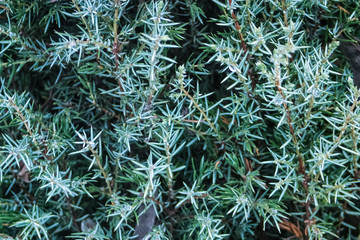 Juniper ordinary Hibernica evergreen garden plant in a park outdoors