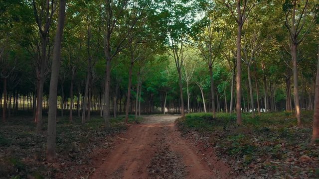  View of the grove of Hevea on Phuket island in Thailand 1