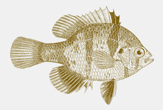 Blackbanded sunfish, enneacanthus chaetodon, a freshwater fish from the United States in side view
