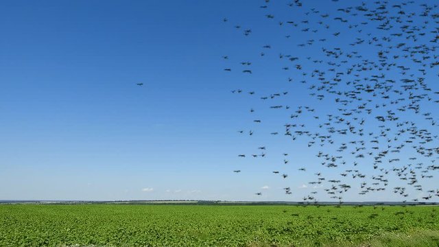 Swarm of locust over field. Arrival.
