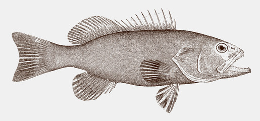 Gag grouper mycteroperca microlepis, threatened marine fish from the West Atlantic and the Caribbean in side view