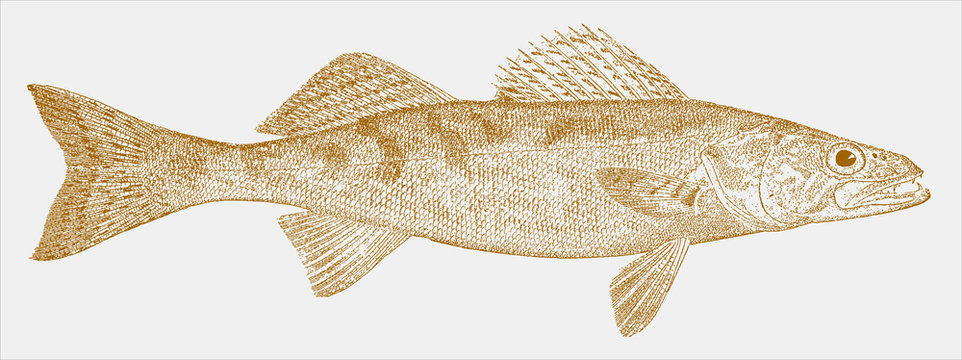 Walleye Graphic Images – Browse 496 Stock Photos, Vectors, and Video