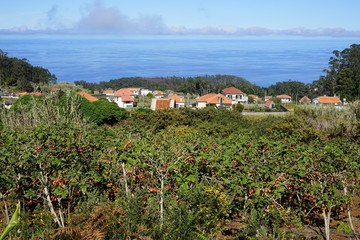 Fototapeta na wymiar Obstplantage am Atlantik auf Madeira