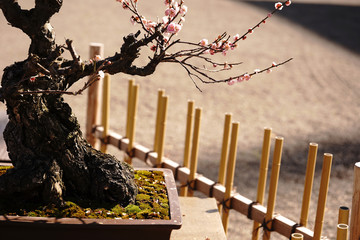 日本盆栽の美しい姿