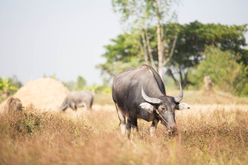 Obraz premium buffalo