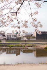 【京都】鴨川の桜