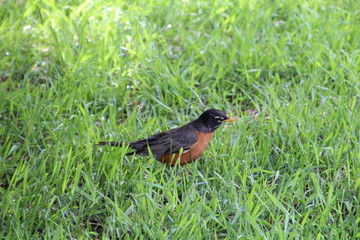 Robin In The Grass, U of A Botanic Gardens, Devon, Alberta