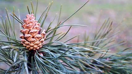 Naklejka na ściany i meble pine branch with green needles and pine cone on a light background