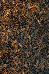 dried leaves in a garden