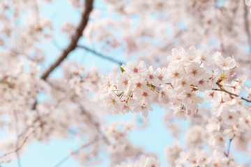 Fototapeta premium 【京都】鴨川の桜