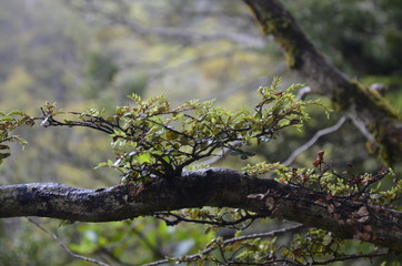 Tongariro Nationalpark Neuseeland
