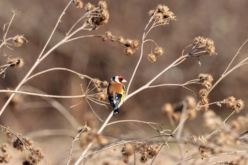 European goldfinch carduelis carduelis sitting on dry burdock bush in winter. Cute colorful songbird in wildlife.