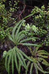 Tongariro Nationalpark Neuseeland