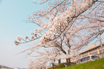 【京都】鴨川の桜