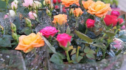 bouquets of colorful roses for sale in raindrops
