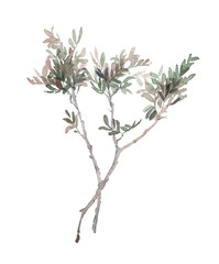 Watercolor isolated branch with leaves hand painted