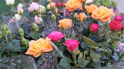 bouquets of colorful roses for sale in raindrops